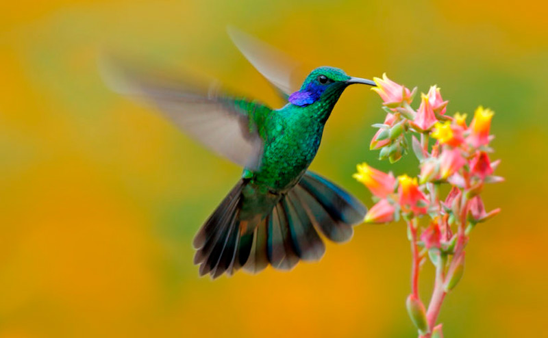 Tipos de aves