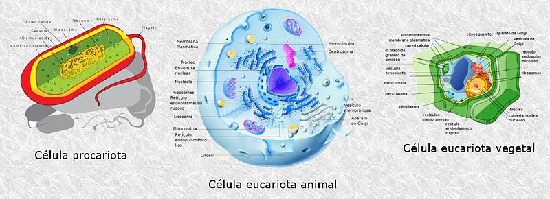 Ejemplo de célula eucariota y procariota
