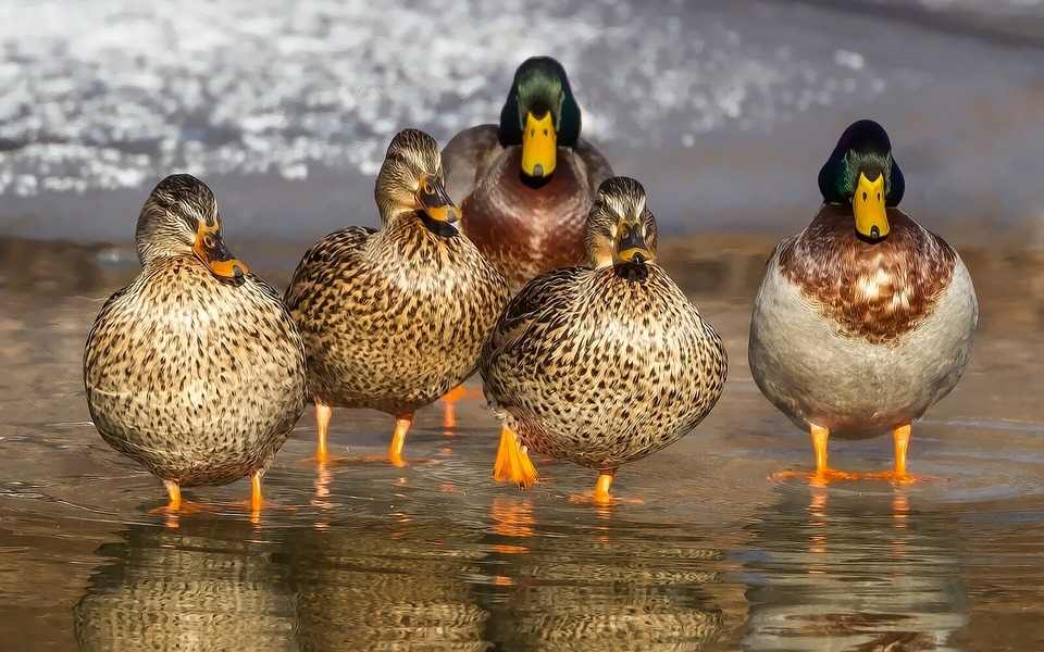 Especies de patos